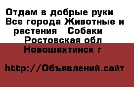 Отдам в добрые руки  - Все города Животные и растения » Собаки   . Ростовская обл.,Новошахтинск г.